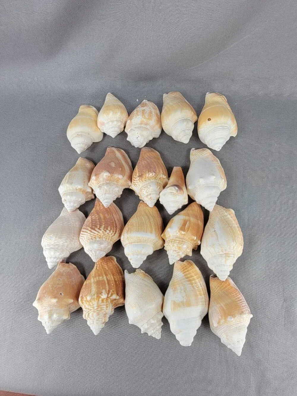 Conch Shell Seashell Lot of 20 Nautical Beach Ocean Decor Crafts